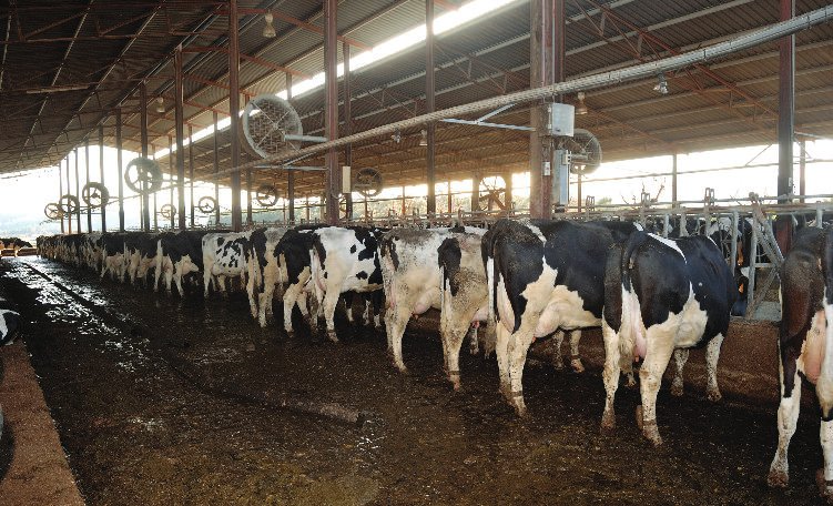 Collection of Dairy Operations at the Dairy Research and Technology Centre (DRTC) in a gallery layout